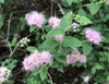 Spiraea japonica