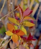 Emerging leaves are candy red in spring and transition to yellow