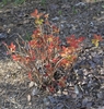 Spiraea japonica