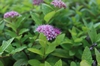 Spiraea japonica 'Gold Mound' leaves and flowers