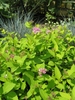 Lime green foliage & pink flowers