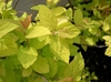 Close-up of the chartreuse, serrated leaves. Young leaves orange