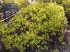 Mounded shrub with fine-textured, golden yellow foliage.