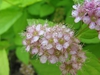 Spiraea japonica 'Gold Mound' flowers