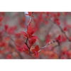 Spring leaves and stem