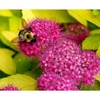 Flowers with bee