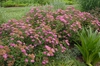 Spiraea japonica