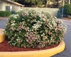 Spiraea japonica