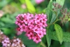 Pink flowers in a cluster