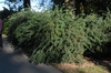 Spiraea nipponica 'Snowmound'