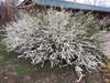 Full bloom