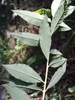Spiraea salicifolia