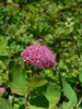 Closeup of a cluster of deep pink flowers