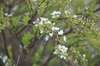 shrub with tiny white flowers and yellow-green foliage.