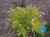 shrub with small golden yellow leaves and tiny white flowers.
