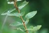 Stem and leaves