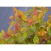 Leaves in spring