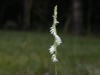 S. lacera flower