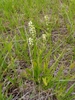 Form in a wet field