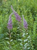 Spiraea tomentosa