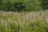 Spiraea tomentosa