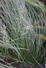 Sparse and airy grass inflorscence.