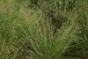 Tuft of green grass.