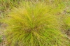 Tuft of golden grass.