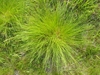 Tuft of green grass.