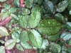 Leaf