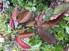 Young leaves