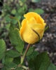 Bud