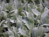 masses of silvery, furry foliage.