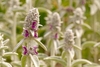 Erect, fuzzy stalks with dense clusters of purple flower buds.
