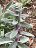Dense, false-whorl clusters of flowers arranged along the stem