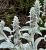 Verticillaster dense, false whorl clusters of flowers
