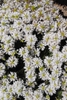 Betonica officinalis subsp. officinalis