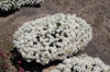 Betonica officinalis subsp. officinalis