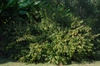 Form
