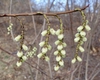 Stachyurus praecox