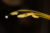 Stamen and anthers in January in Santo Tomas, Mexico