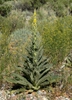 Form