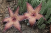 A pair of hairy, starfish-shaped flowers and succulent stems