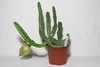 Potted leafless succulent plant with large inflated flower bud