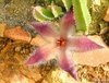A single hairy, starfish-shaped flowers and succulent stems