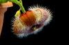 Flower hairs