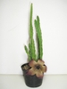 Potted