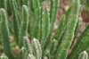 Close up