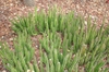 Form