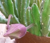Small bud